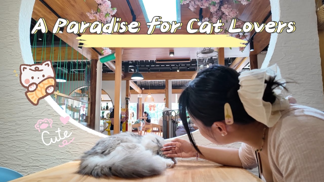 China’s Cutest Cat Café? This Will Melt Your Heart! 苏州超可爱猫咖 | China Vlog S2.E02