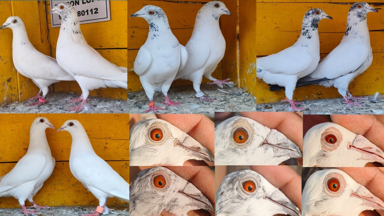 Good quality andra madrasi  pigeon sale 9330080112