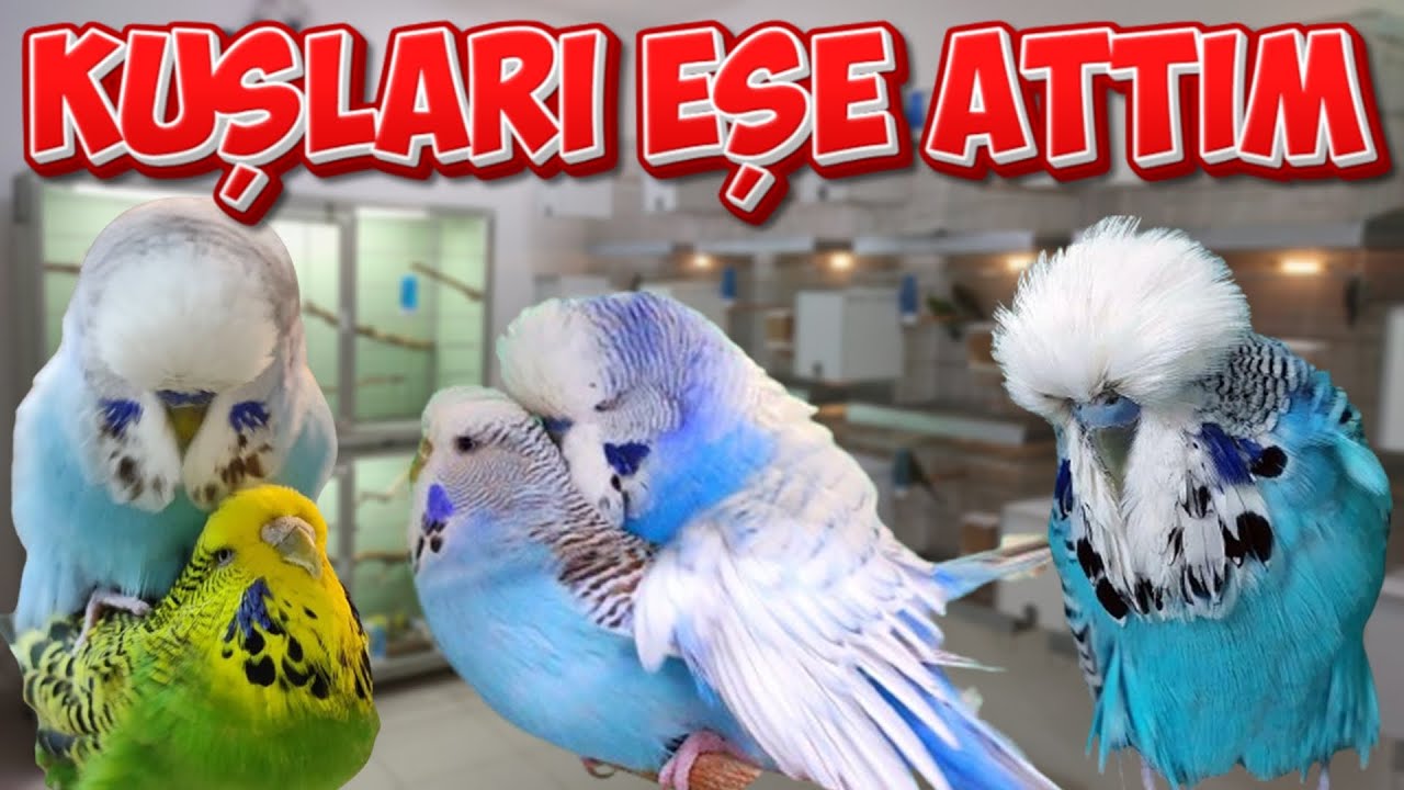 ÜRETİMHANEDE 14 KUŞU EŞE ATTIM