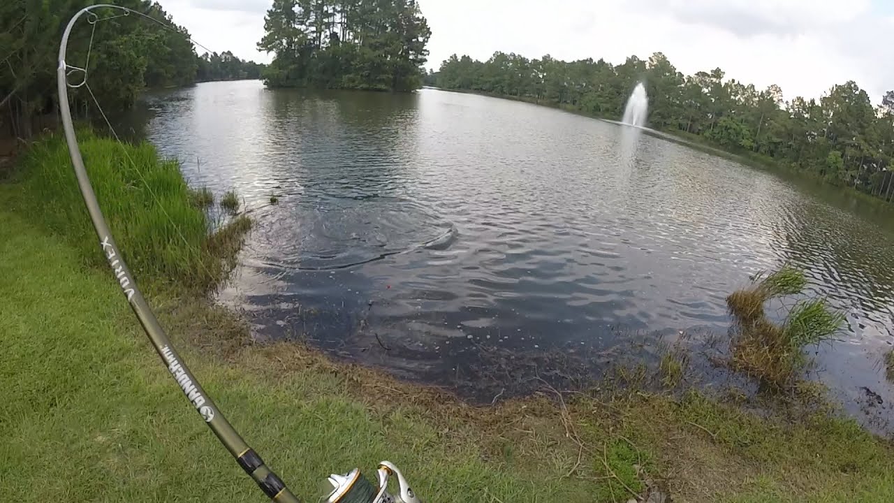 Carp Fishing with Bread