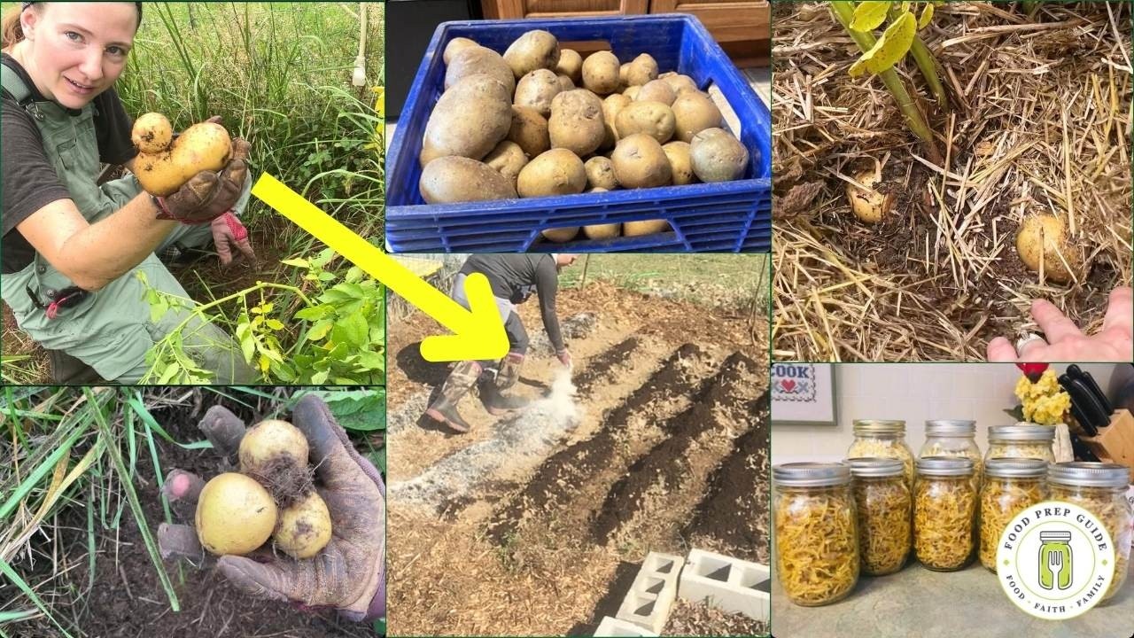 5 проверенных советов по выращиванию картофеля, которые в 5 раз увеличат мой урожай.