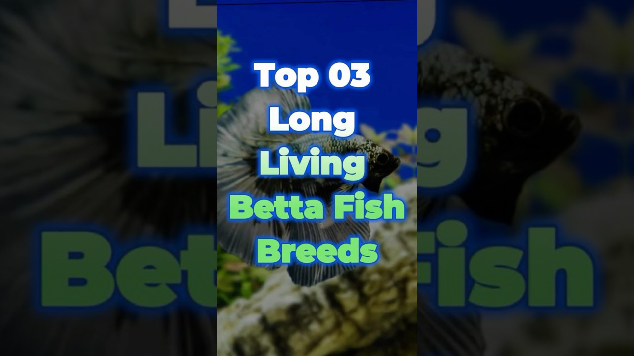 Top 3 Long Living Betta Fish Breeds 🐠 | Live Longer & Stronger! #bettafish #aquarium #fishkeeping