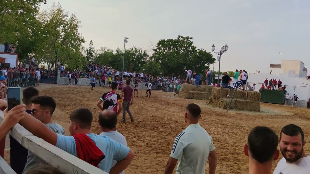 Feria El Coronil 2023 suelta de novillo