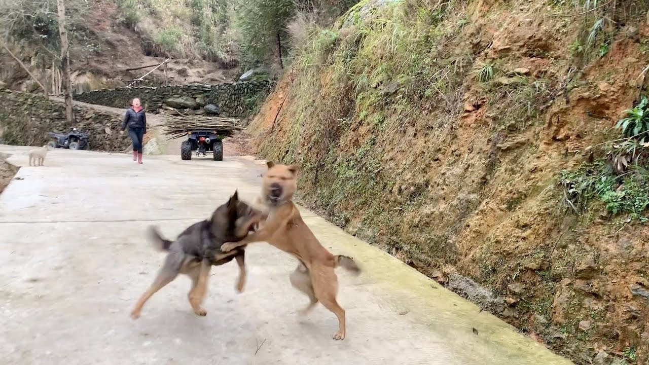 中华田园犬小黄和小黑为了争地盘打起来了，小婷完全劝不住