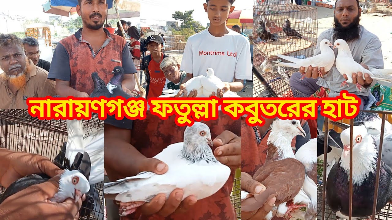২১/১০/২০২৫,নারায়ণগঞ্জ ফতুল্লা কবুতরের হাট।আজ রোজ মঙ্গলবার। প্রতি সপ্তাহে মঙ্গলবার এবং শুক্রবার বসে।