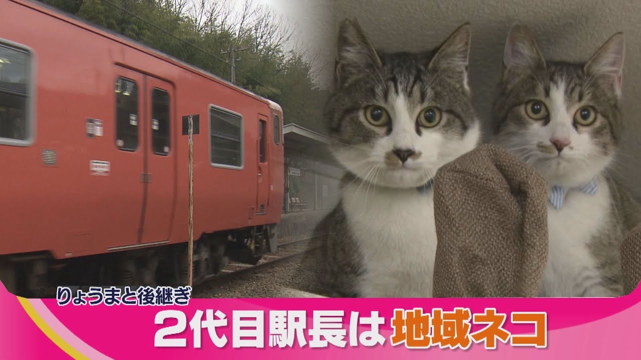 【ネコ駅長】りょうまの跡継ぎ　２代目は地域ネコ