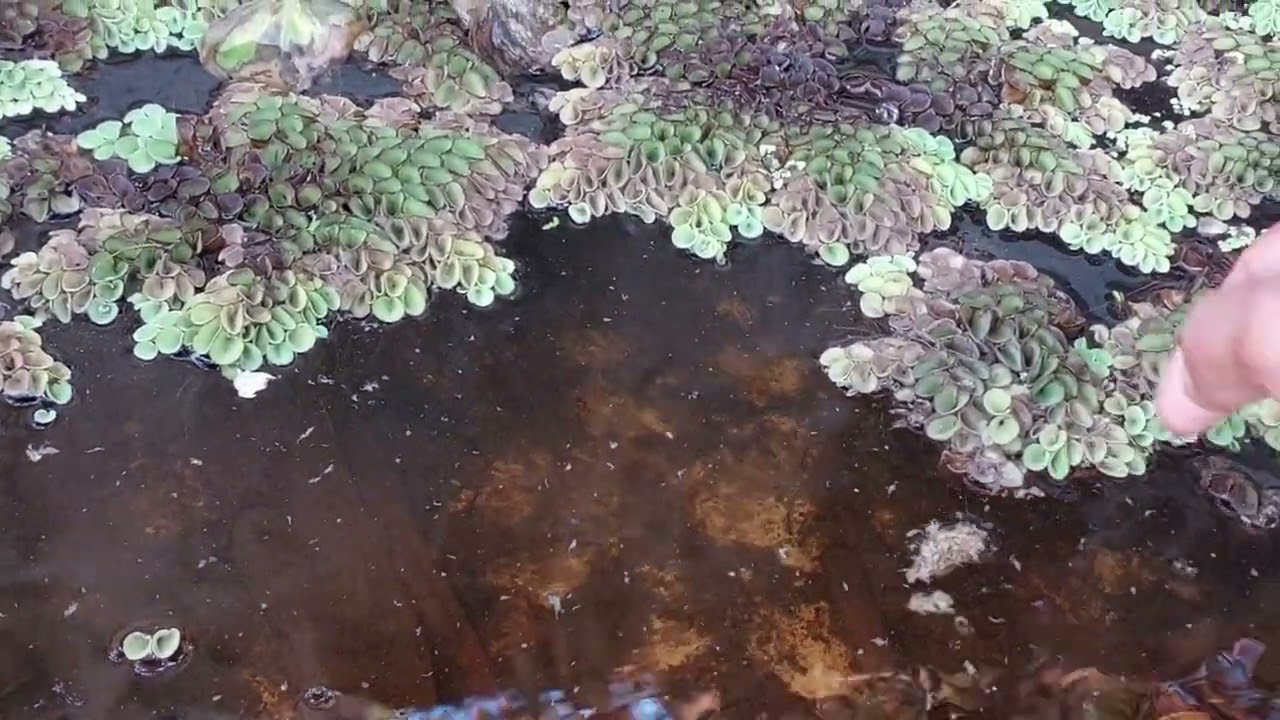 Wild Betta Stiktos | Stiktos