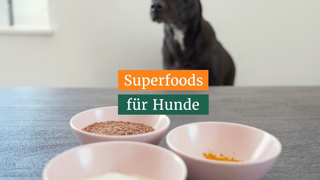 Superfoods für Hunde – sinnvoll oder Hype? | Landtiere