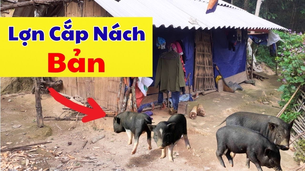 Lợn Cắp Nách Ở Bản Nậm Khum Sẽ Như Nào ? Có Phải Là Chỉ 8 - 10kg ?