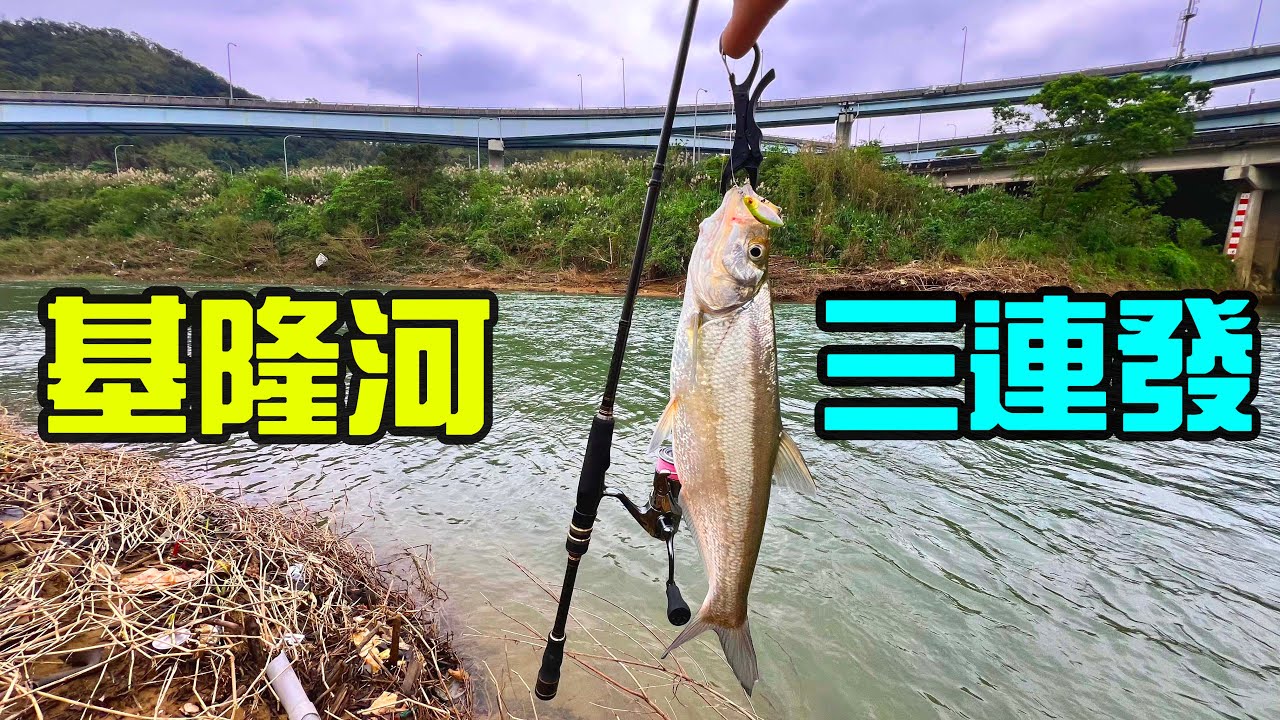 久久釣一次基隆河，難得遇到三連發