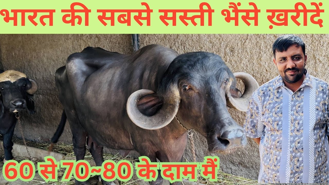 भारत की सबसे दुधारू और सस्ती भैंस कौनसी है? #Dairysolutionbysatish#Buffalofarm#