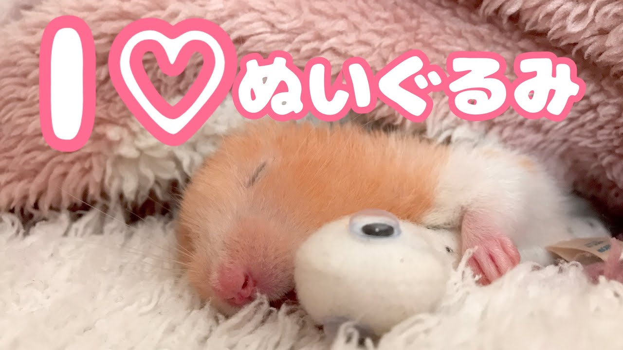 ぬいぐるみと寝るハムスター