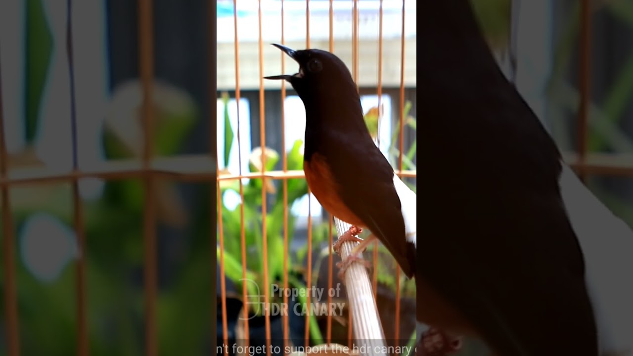 murai juara nasional - Black bird singing