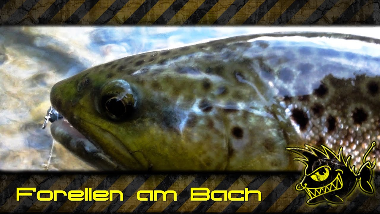 Forellen am Bach
