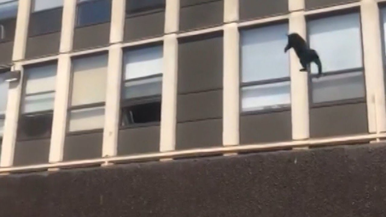 Кот выжил, выпрыгнув из горящего здания