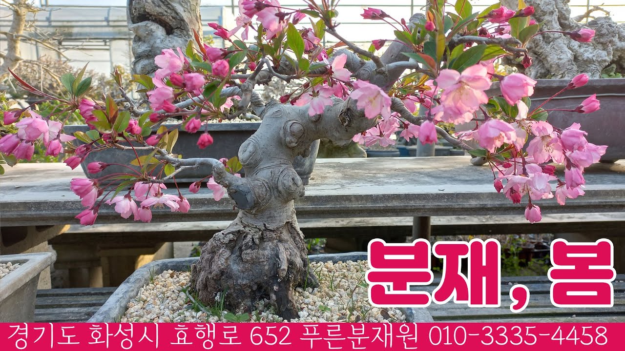 봄 분재 소개, 화성시 푸른분재원