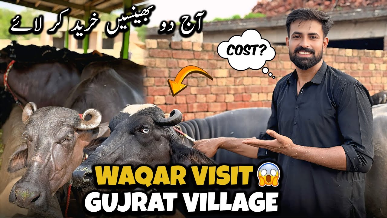 Waqar Bhinder Visit Gujrat Village 😲🐃 | الحمدللہ آج گجرات گاؤں سے دو بھینسیں خرید کر لائے