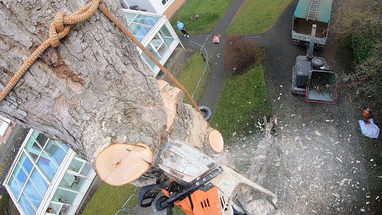 Zugversuch zeigt: Bergahorn mit Pilzbefall muss weg!
