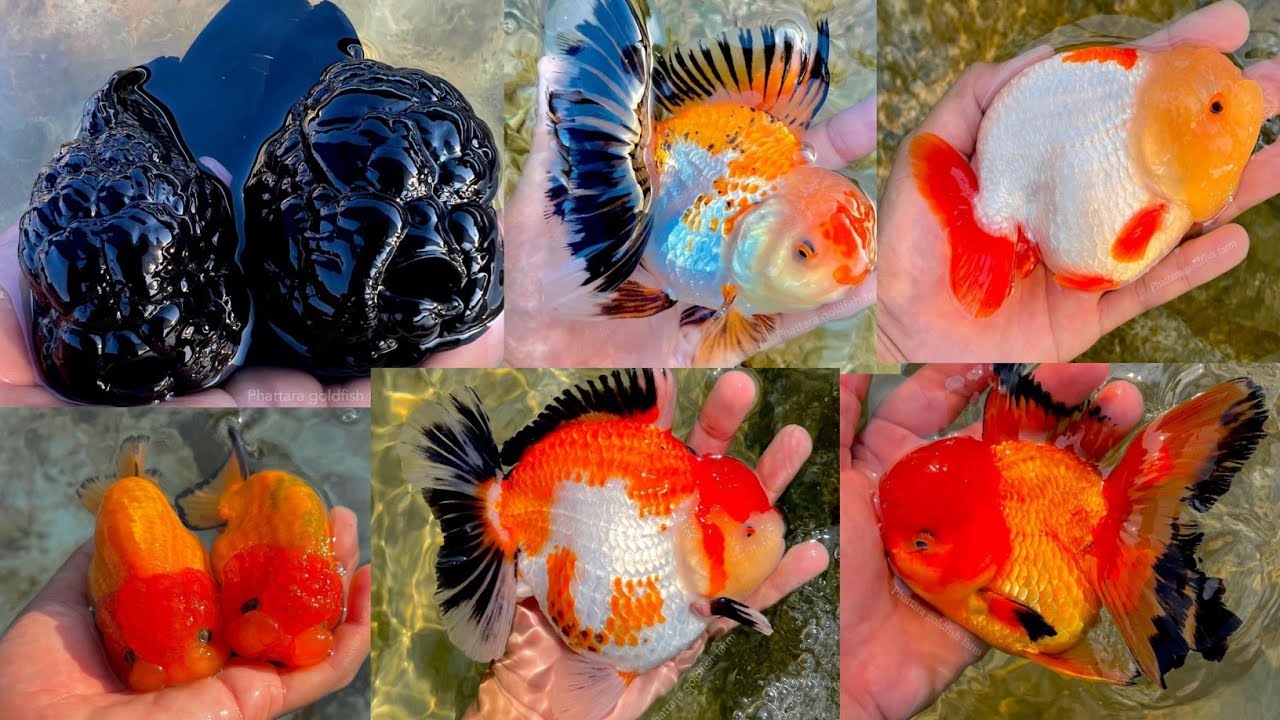 Aquarium fishes price in Kolkata | Top 5 goldfish Farm in Kolkata , Howrah