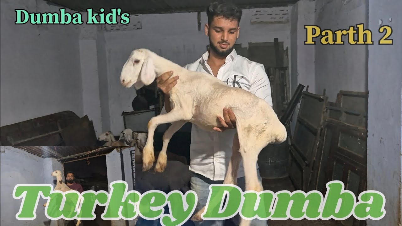 Original turkey dumba || fizal bhai Jaipur ||    Parth 2 || Jaipur rajasthan