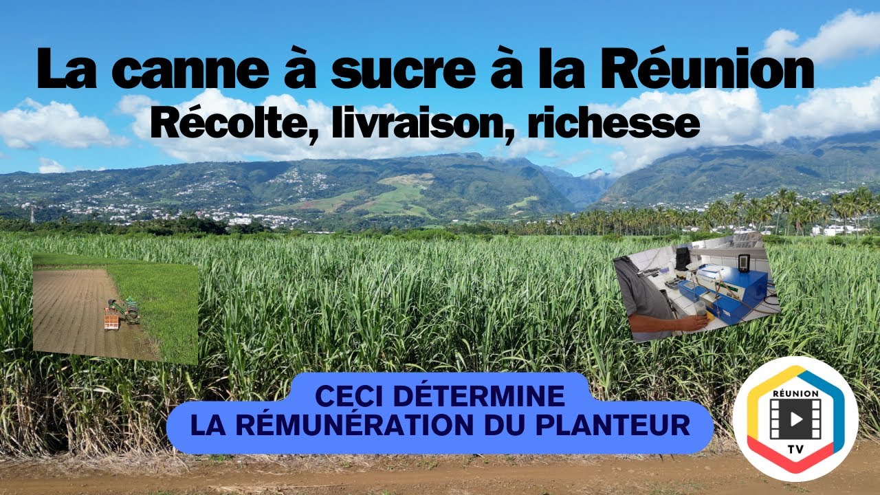 La canne à sucre à la Réunion : récolte, livraison, richesse