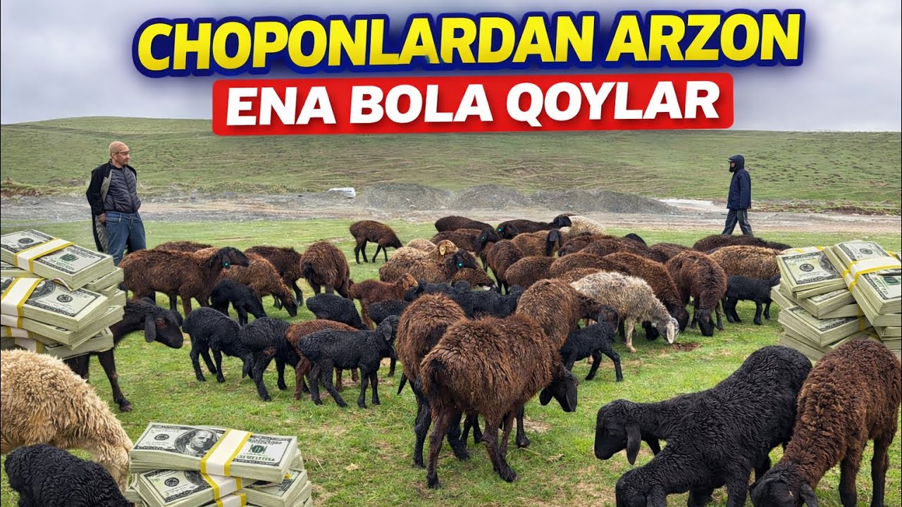 Eng Zo‘r Tanlov! Choponlardan Saralangan XISSORI SOVLUQLAR