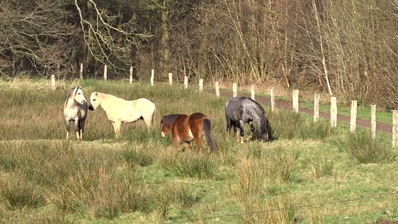 overijssel natuur
