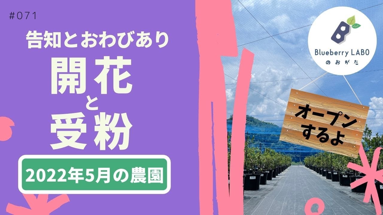 ブルーベリーの開花と受粉について｜2022年5月のブルーベリーラボのおがたの様子