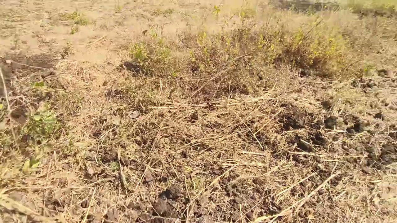 4एकर20गुंठे प्लॉट मेन नॅशनलस्टेट हायवे रोड ओरिजनल भातशेती वाला प्लॉटअधिक माहितीसाठी संपर्क9226224222