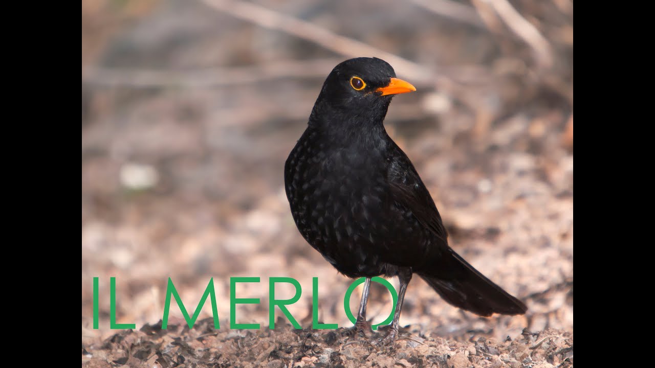 Il Merlo (Turdus merula)
