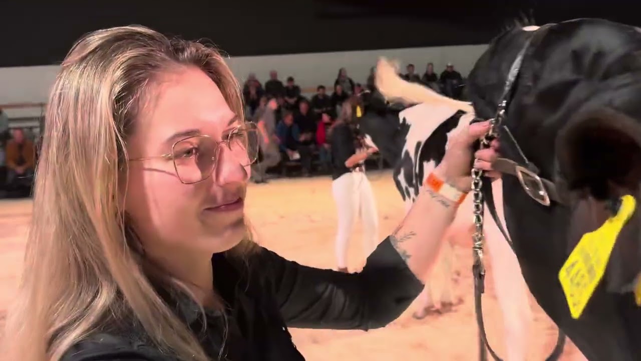 Champion Holstein Kühe Berner Junior Expo 2025
