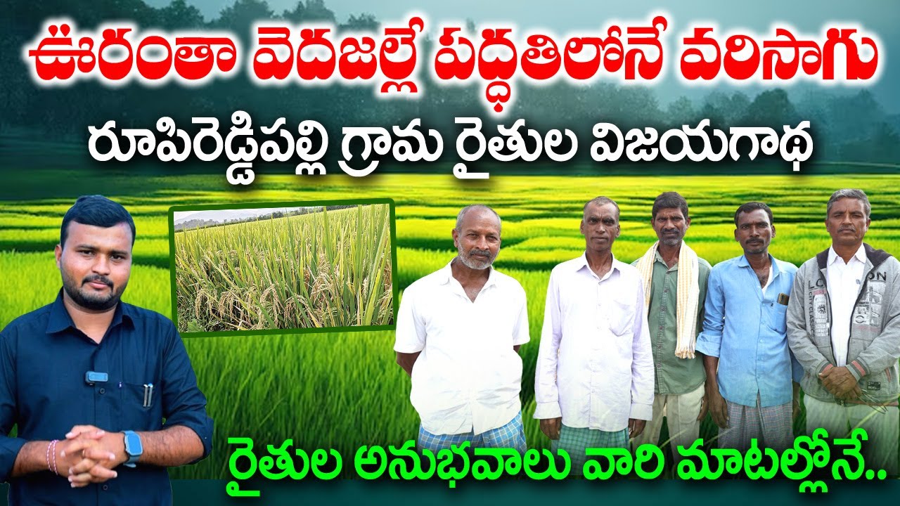 వెదజల్లే పద్ధతిలో వరి సాగు చేస్తూ ఆదర్శంగా నిలుస్తున్న రైతులు || Direct seed paddy cultivation ||