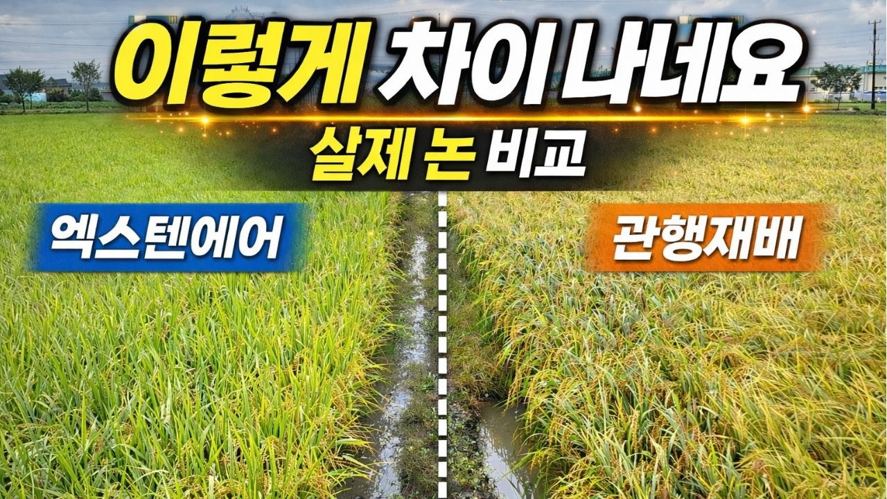 충주시 벼 생육조사 전국적으로  깨씨무늬병 발생이 많았는데, 엑스텐에어 살포한 논에는 다행히 피해없이 깨끗하게 농사지으셨네요 #엑스텐에어 #드론 #액상비료