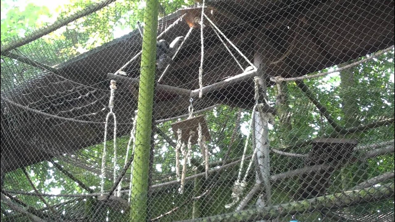 gibbon merry go round
