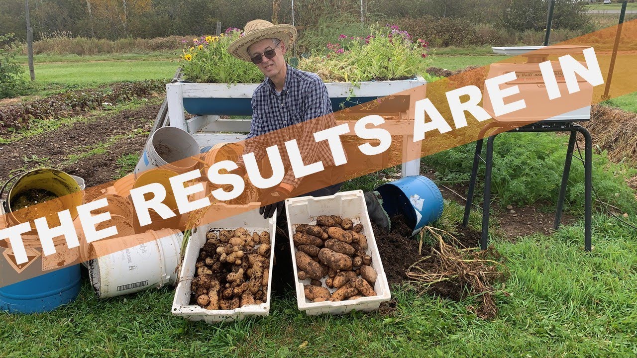 POTATO TOWERS -- DO THEY WORK???