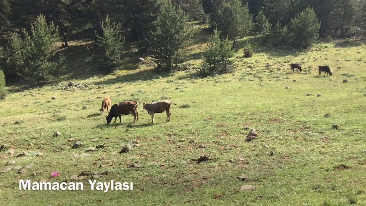 Sivas/Suşehri/Naipli Karaağaç Köyü/Mamacan Yaylası