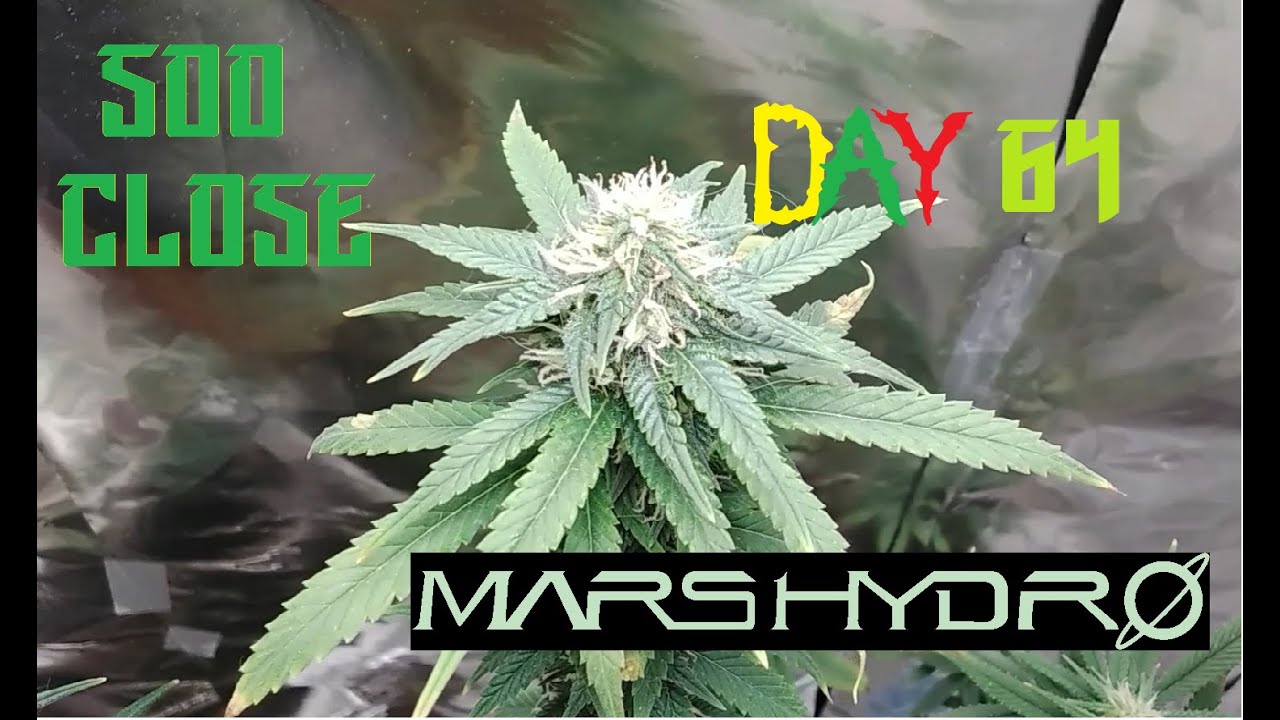 Big Buds Growing end of flowering stage Day 64 Mars Hydro weed Grow