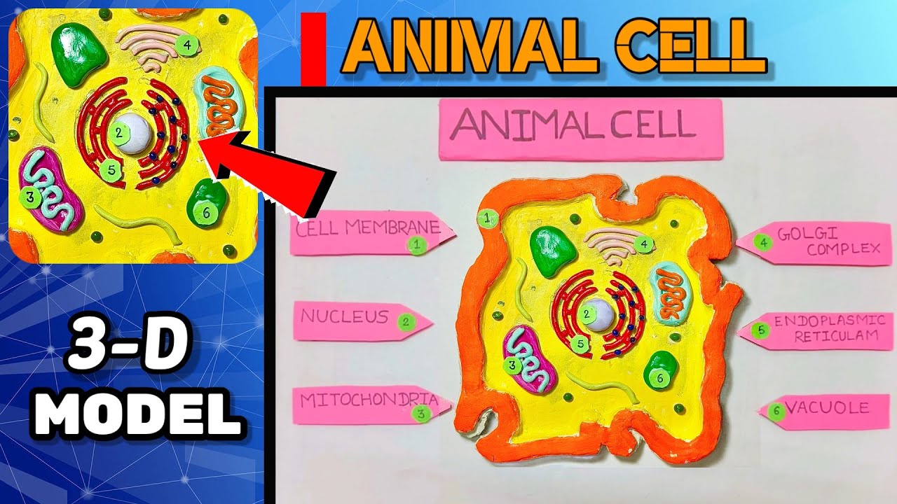 How to make 3-D Model of 