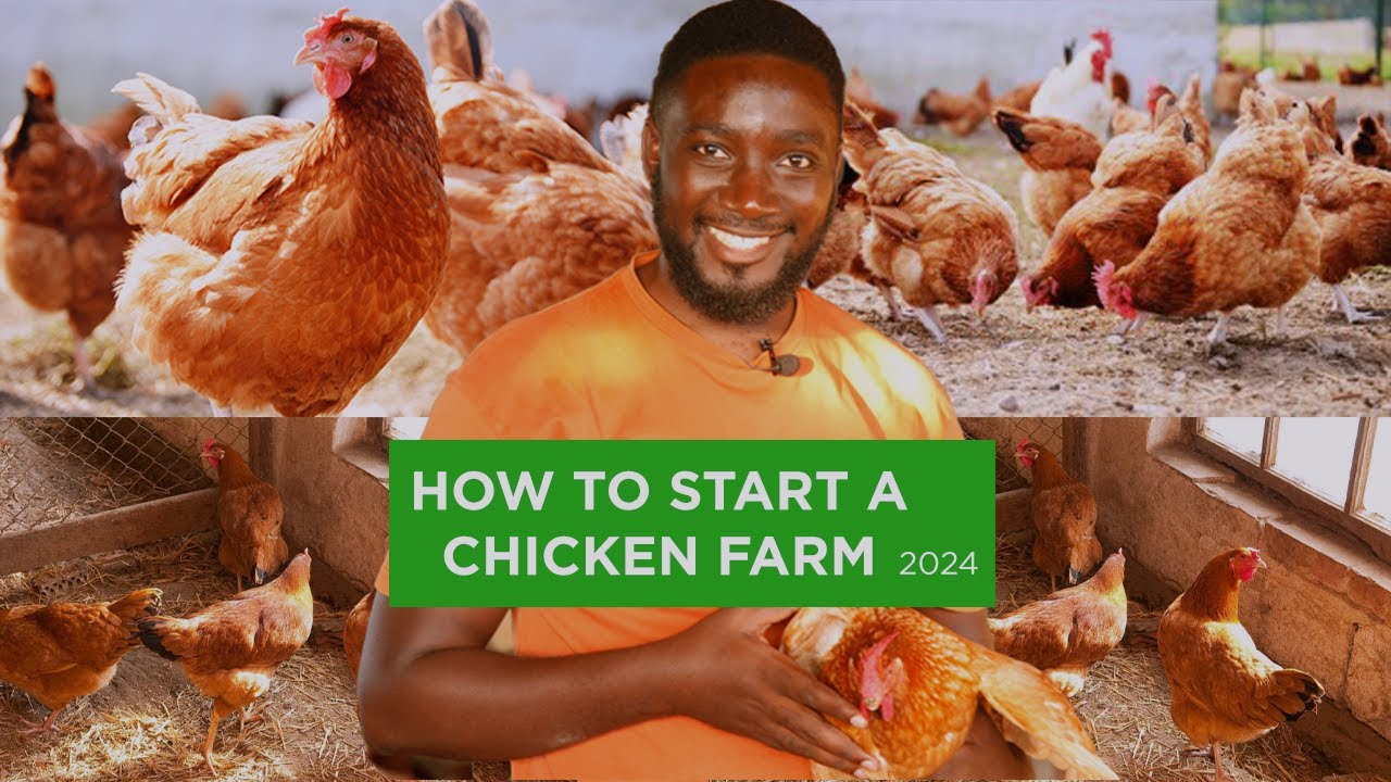 How to start Chicken/Poultry farming for Beginners 2024|Meet the young man profiting from farming.