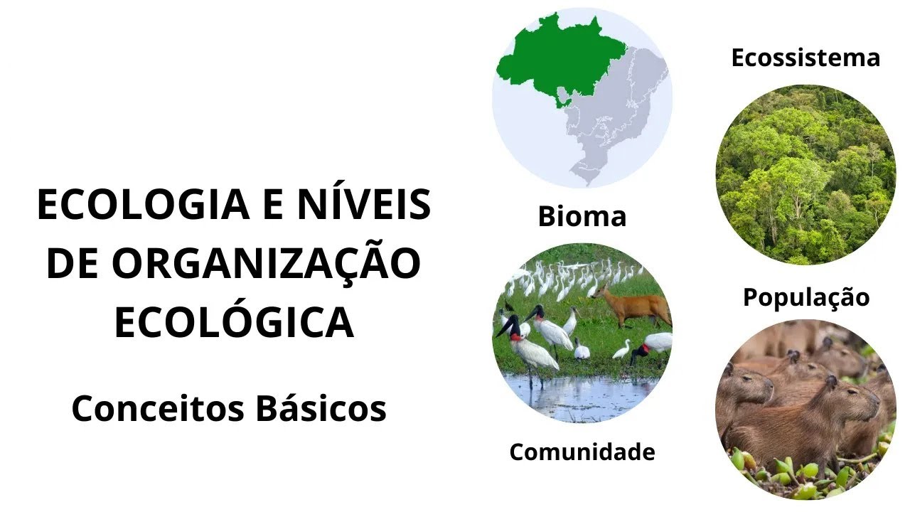 Ecologia: Conceitos básicos e níveis de organização ecológicos
