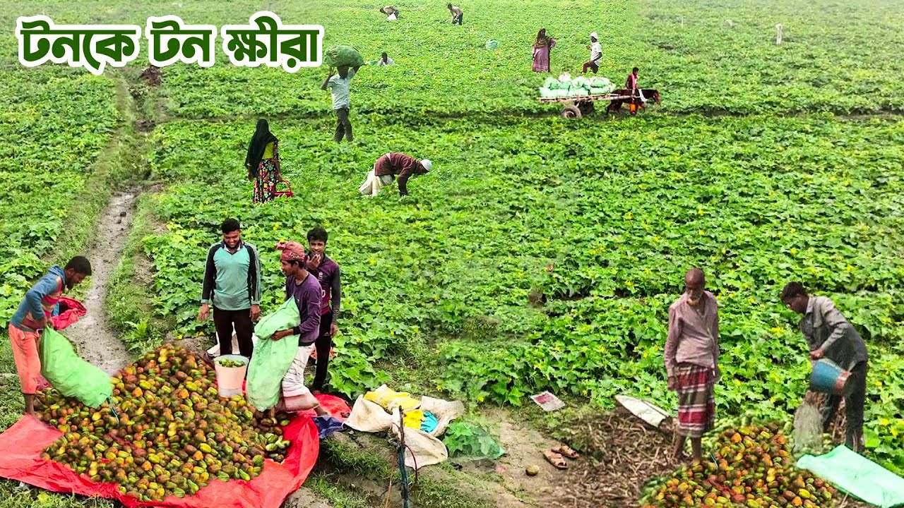 চলনবিলে টনকে টন ক্ষীরা চাষ || @PanoramaDocumentary