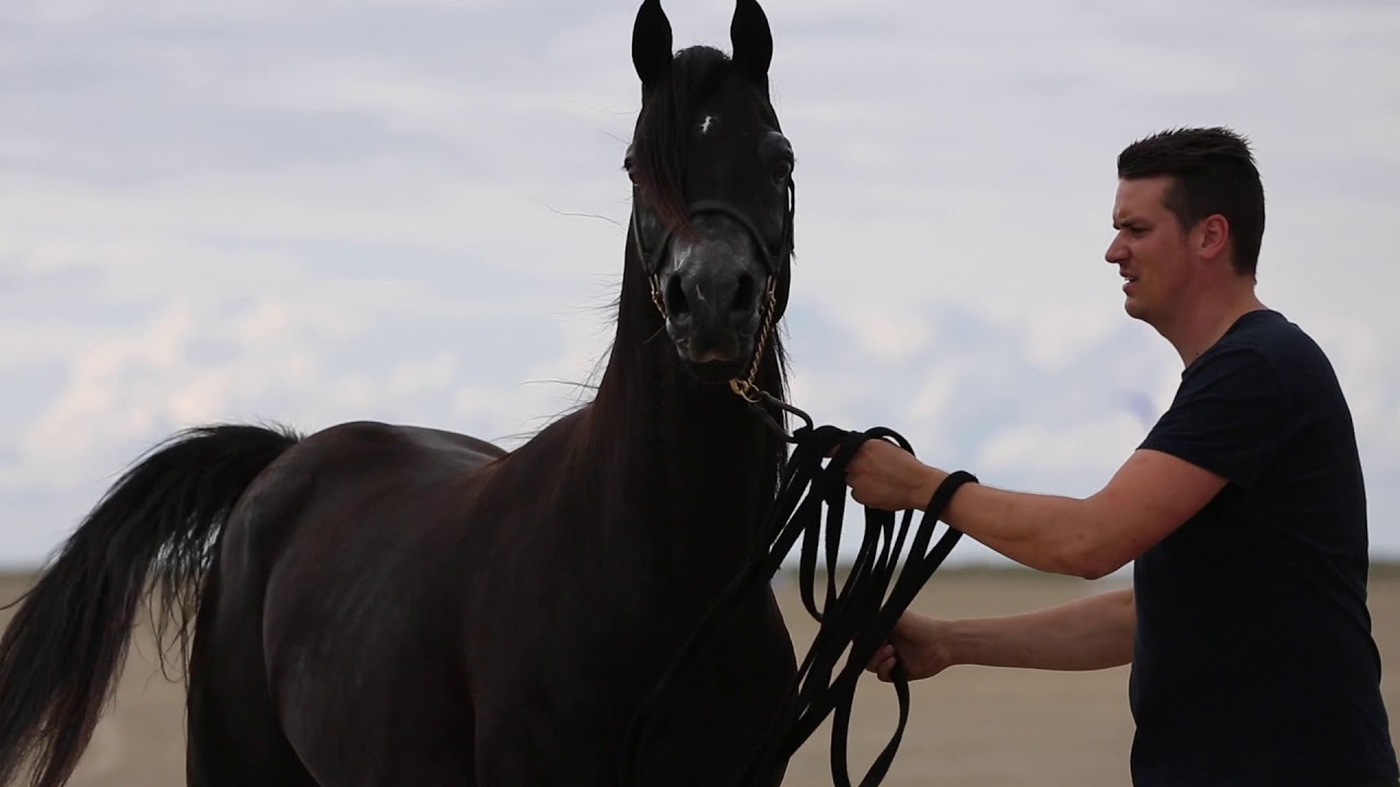 Aj Rafiq Black Arabian Stallion - bred by AJ Man stud, owned by Aaleyah Black Arabians