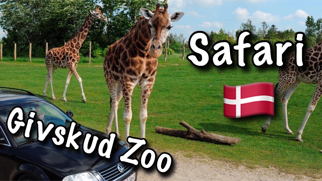 🇩🇰 GIVSKUD ZOO. Safari og DINOSAURPARK
