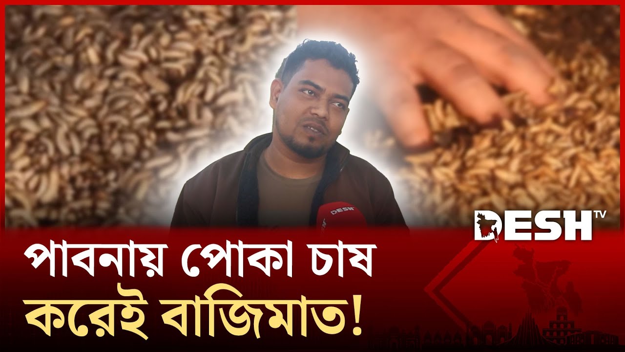 পাবনায় পোকা চাষ করেই বাজিমাত! | Desh TV News