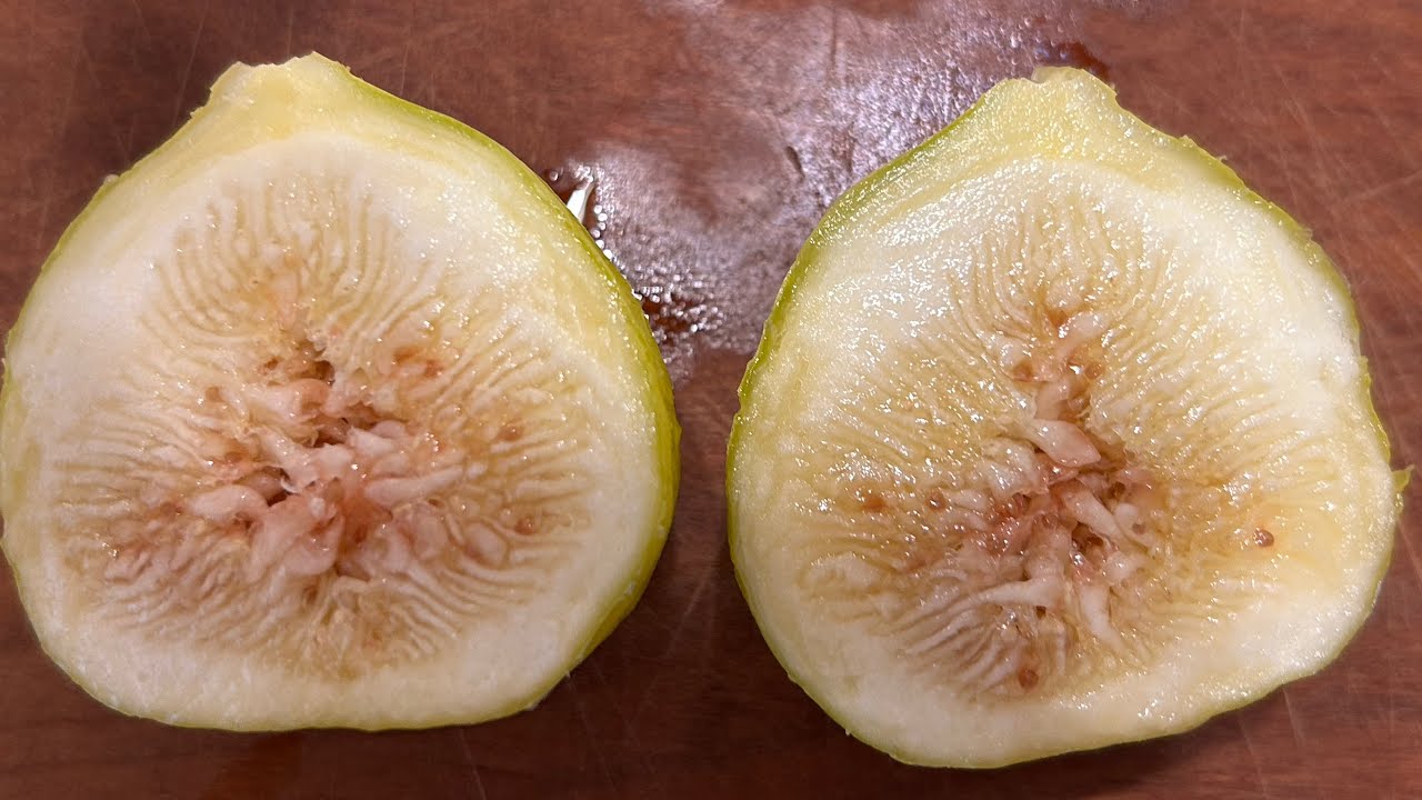 【イチジク】 イチジク食レポ Constantine de Algerie (CdA)  大きい割に甘味がとても強いです🥰