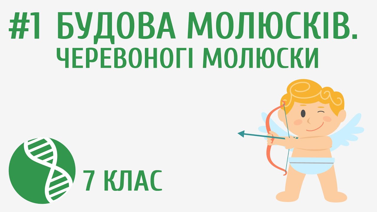 Будова молюсків. Черевоногі молюски #1