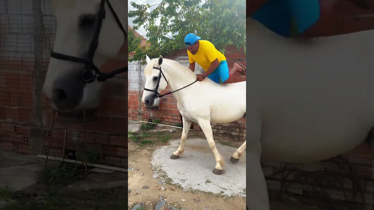 ele foi no cavalo😲😆🤣 #funny #comedy #shorts