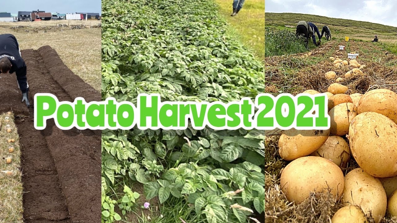 POTATO HARVEST 2021 / Faroe Islands