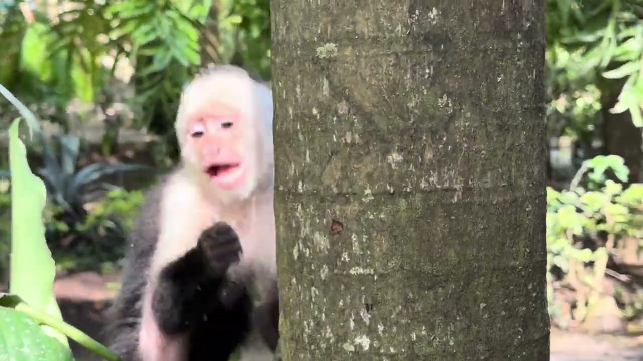 Nica Jungle Monkey 