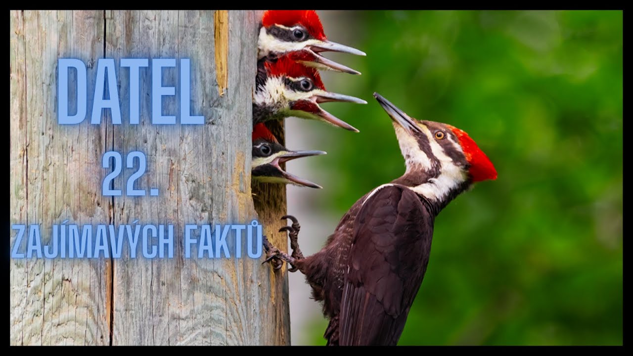 Datel 22. Zajímavých faktů / a Woodpecker 22. Interesting facts